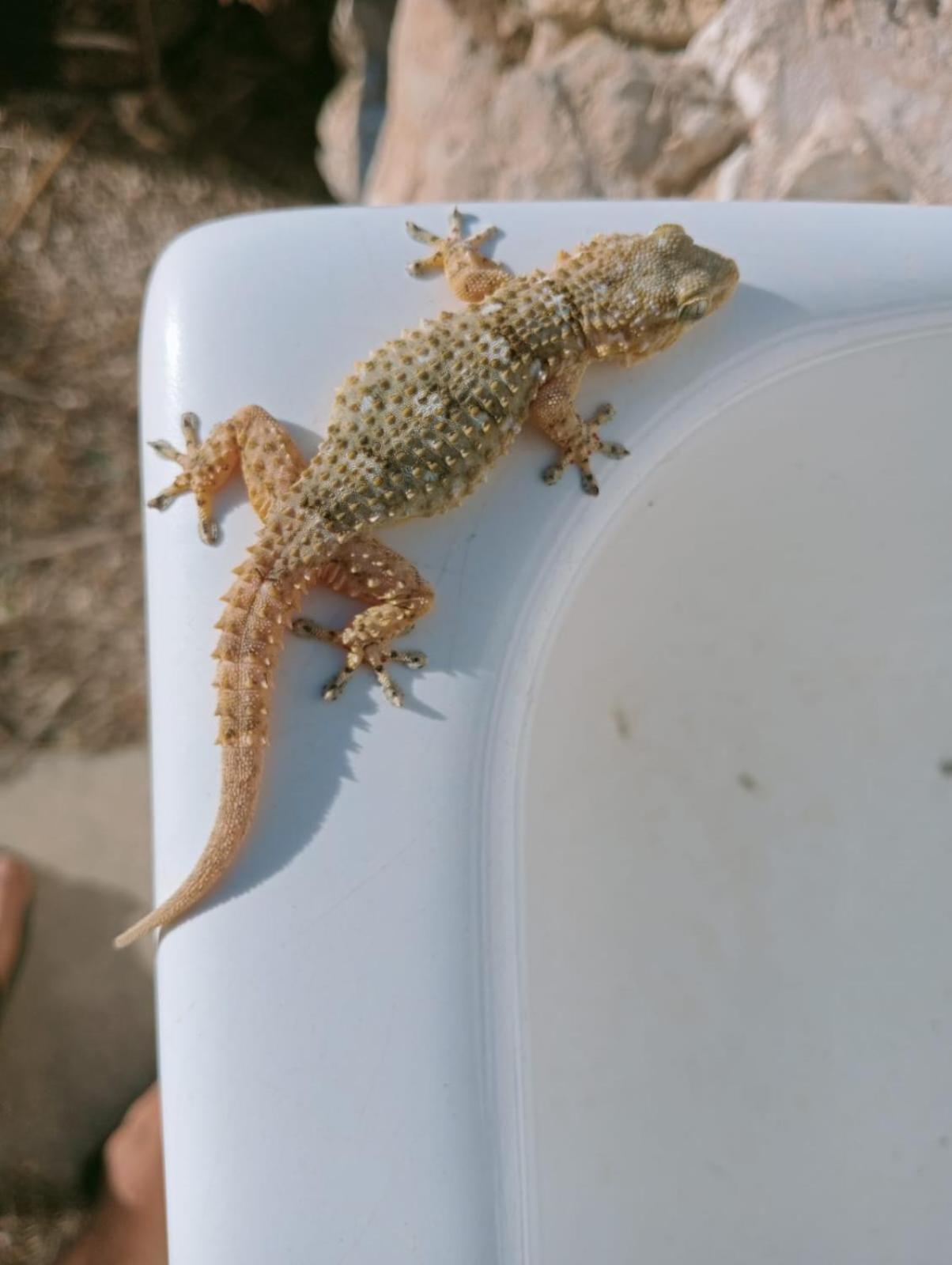 Macaria Agricampeggio 阿利斯泰 外观 照片